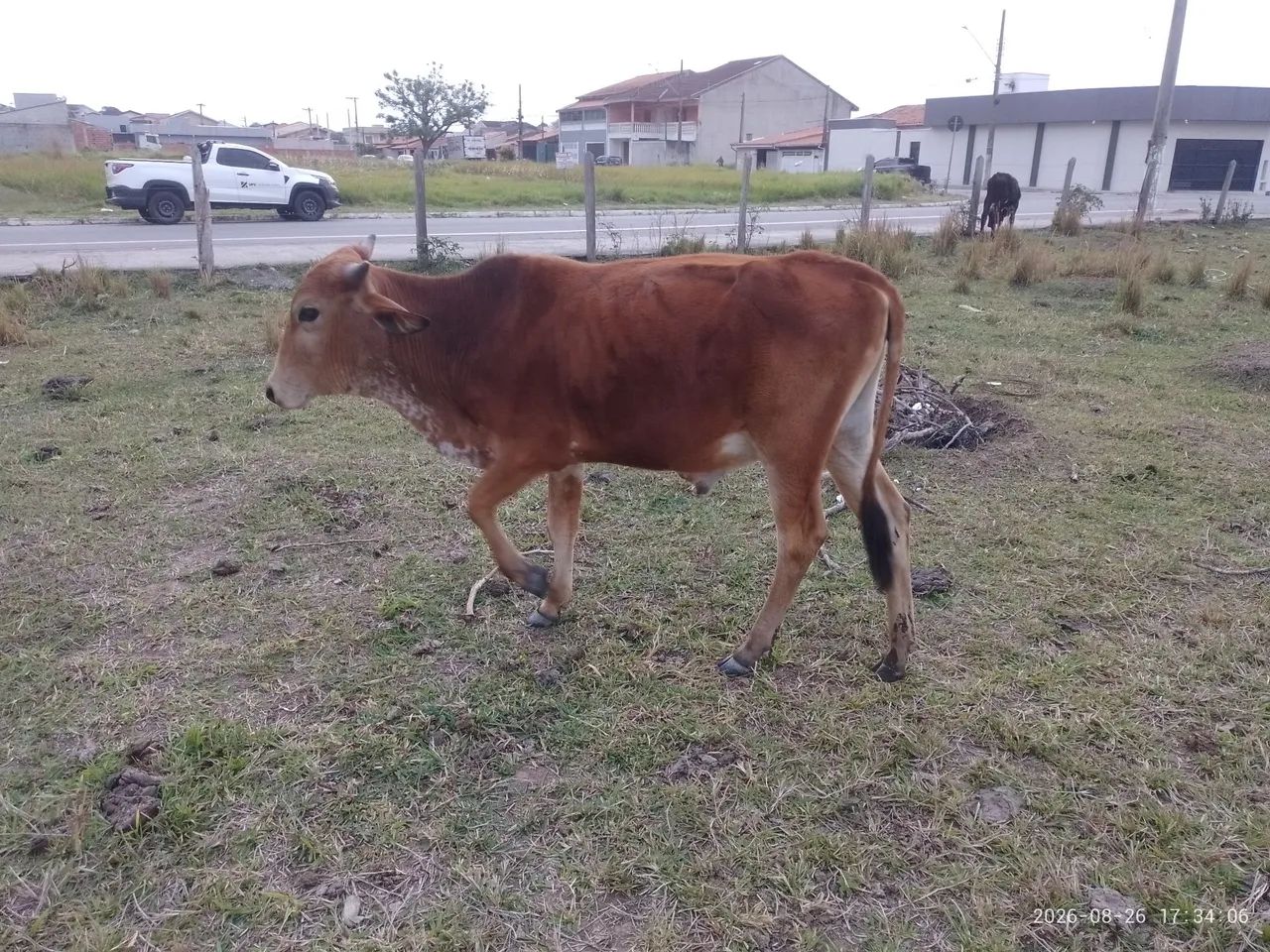 Bezerros 