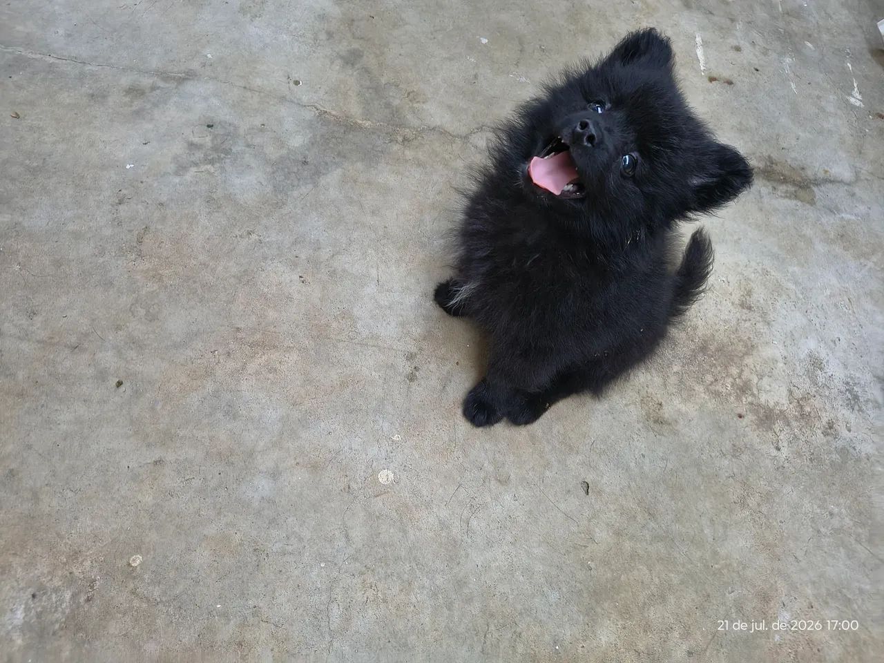 Disponível não e adoção  - Foto 2