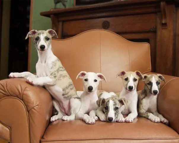Whippet Filhotes - Foto 2