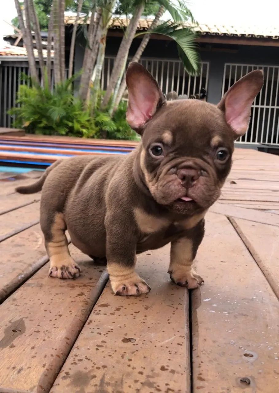 AMERICAN BULLY MACHOS E FÊMEAS - Foto 4