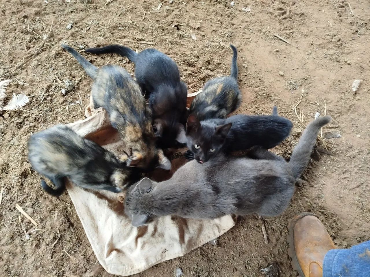 Gatinhos  - Foto 3