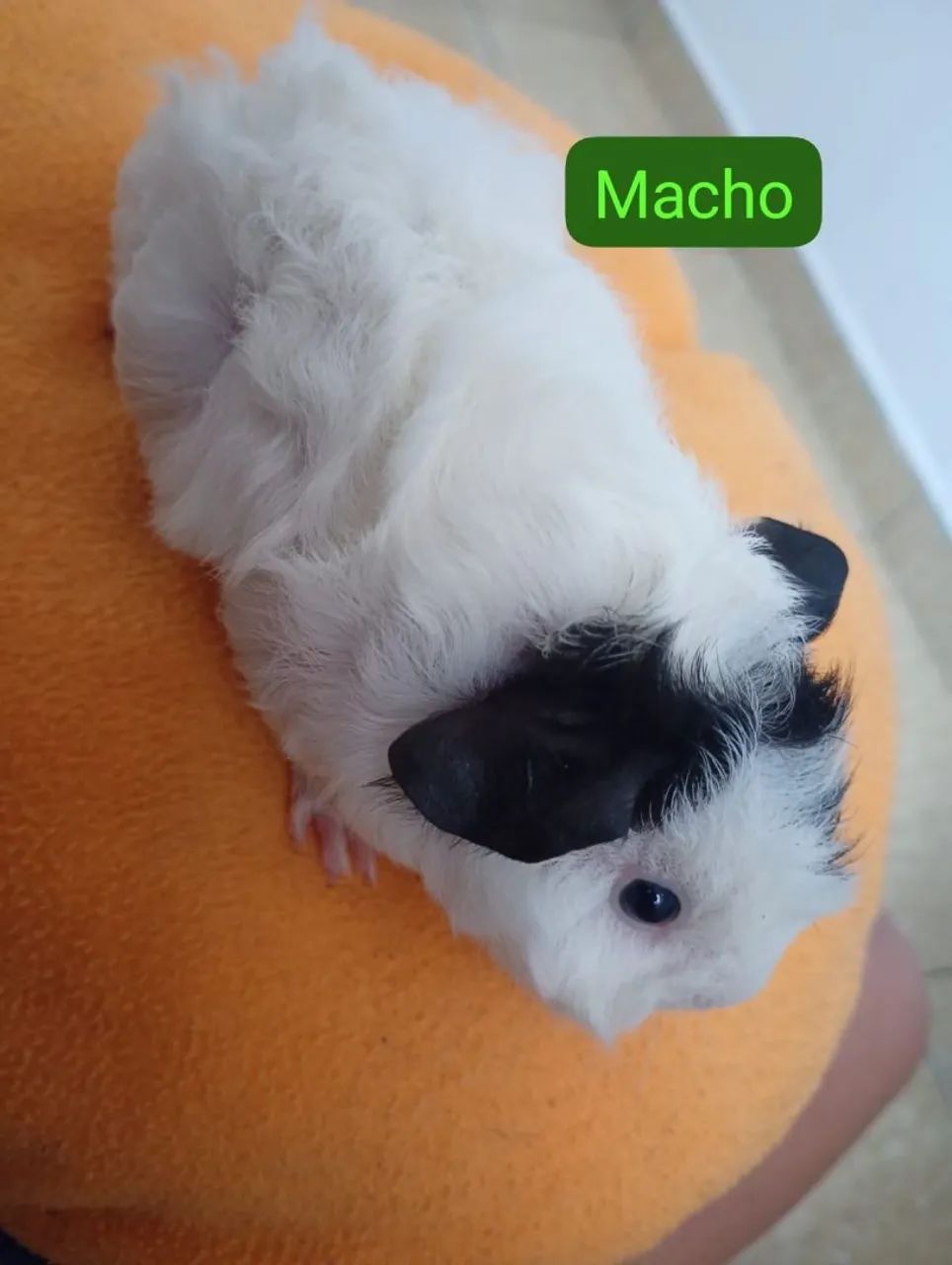 Vende se porquinho da índia  - Foto 3