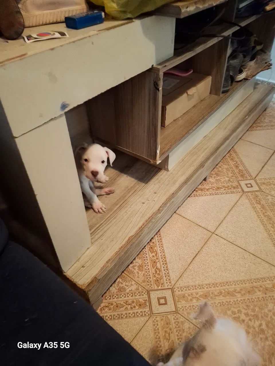 Filhotes de pitbul puro disponível 