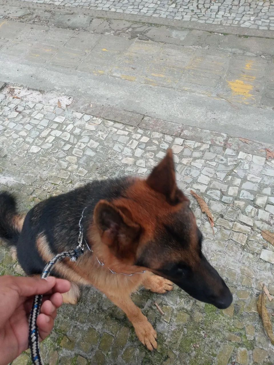 Adestrador de cães  - Foto 3