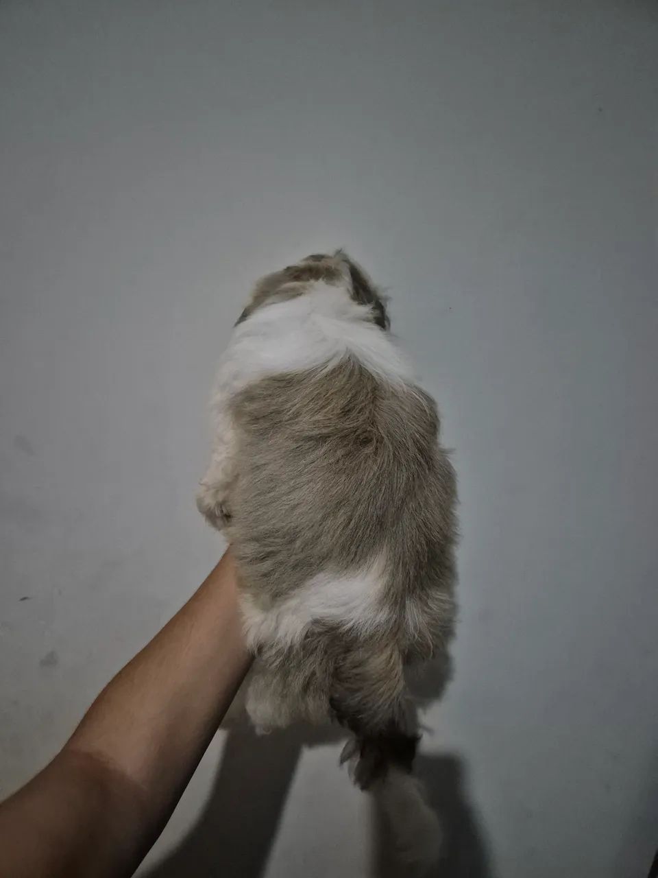 Shih tzu - Foto 3