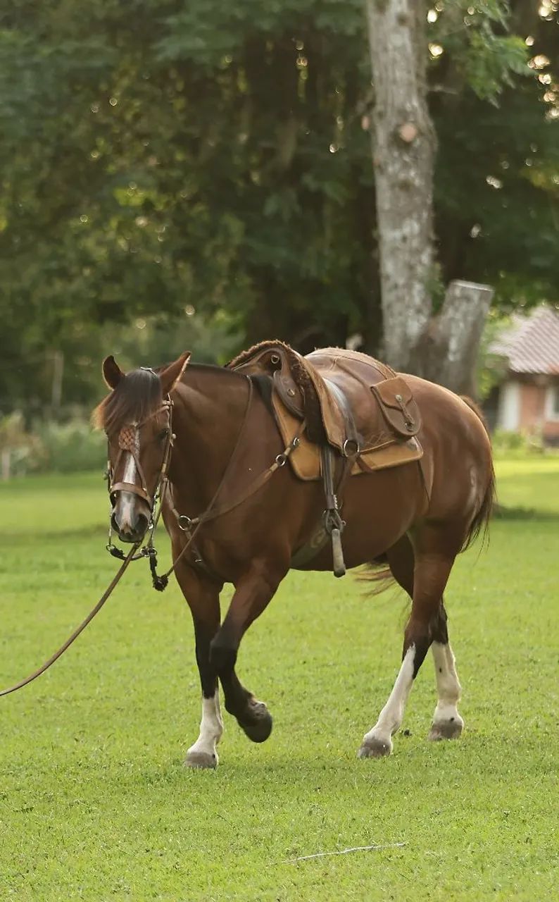 Égua Crioula - Foto 4