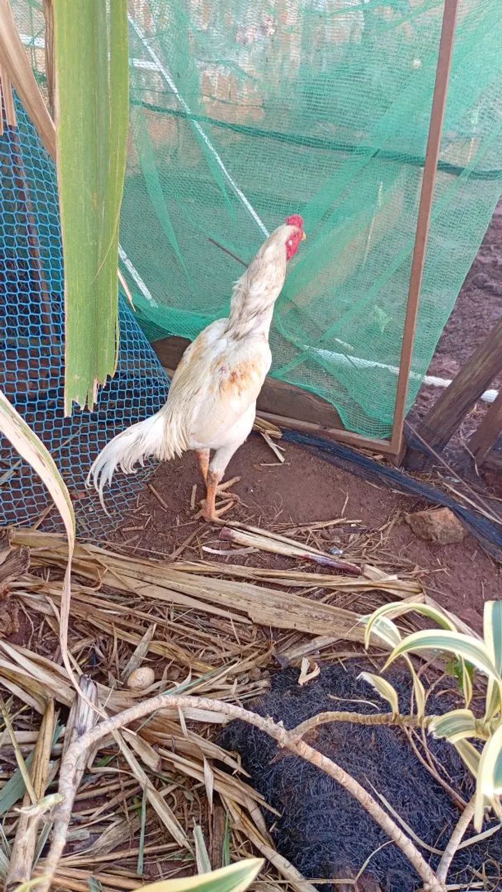 Frango - Foto 4