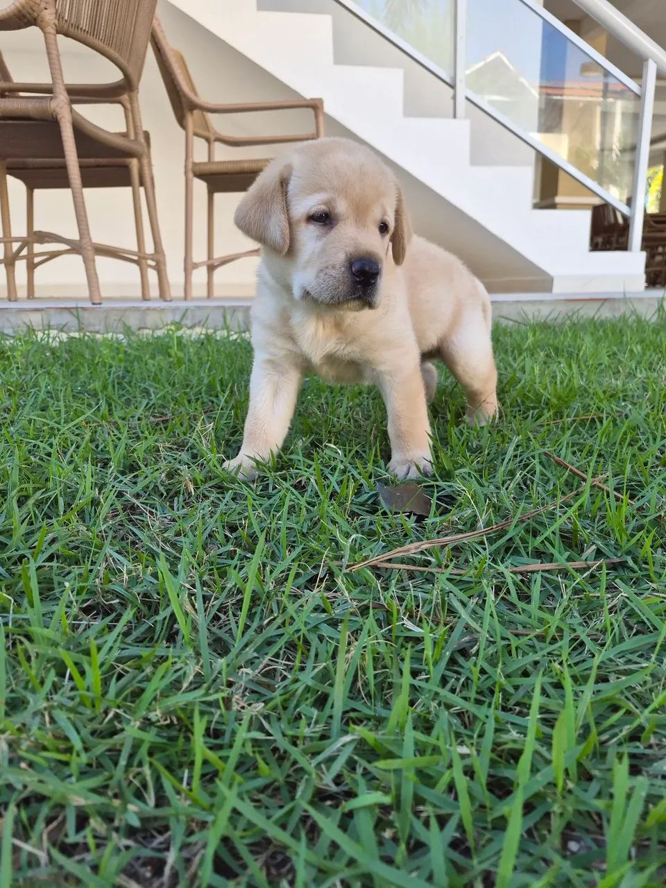 Filhote de labrador - Foto 5