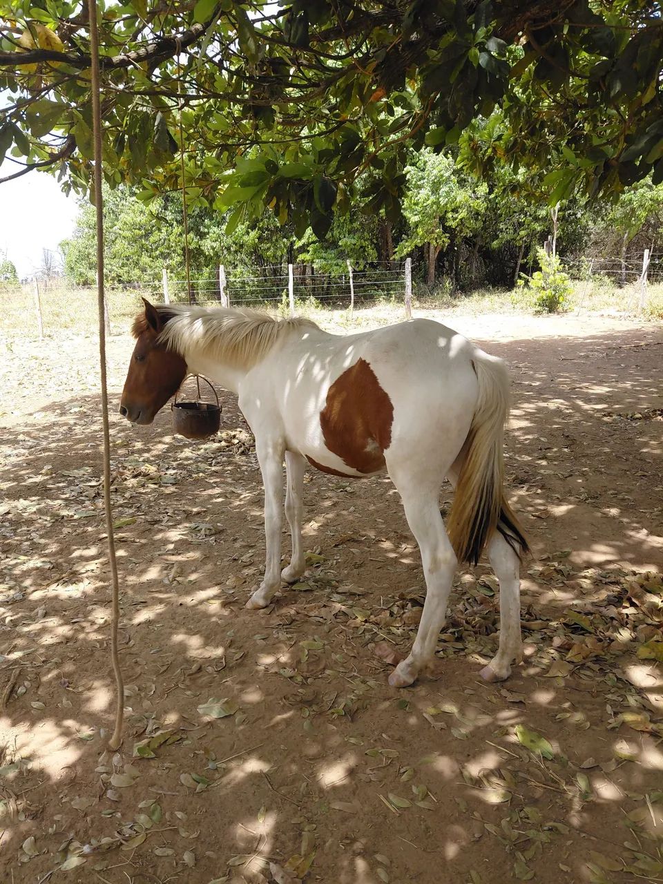 Potra manga larga marchador  - Foto 3