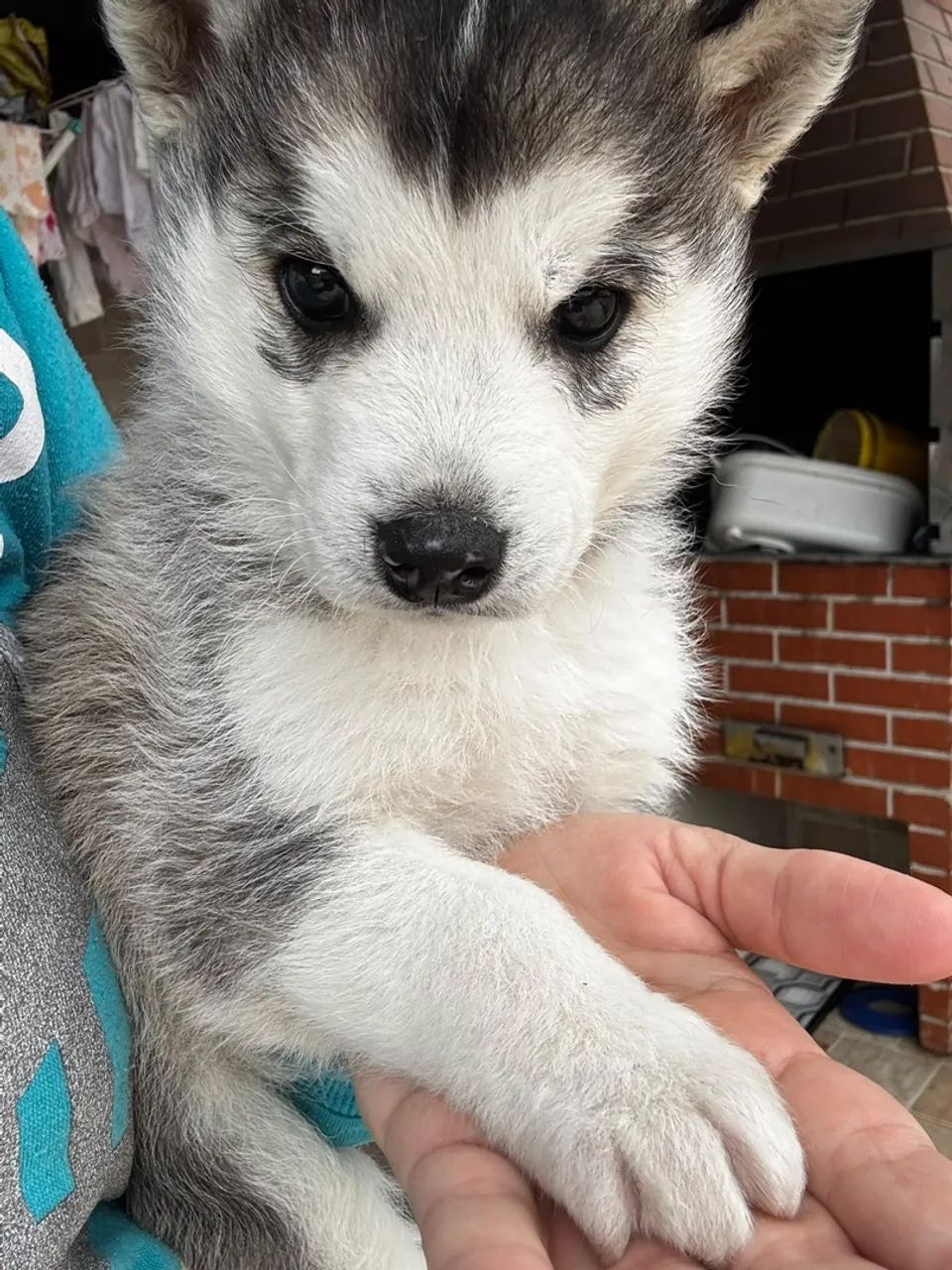 Husky 