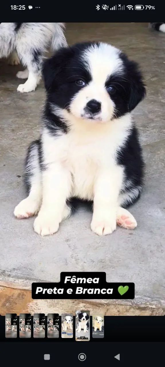 Border Collie  - Foto 2