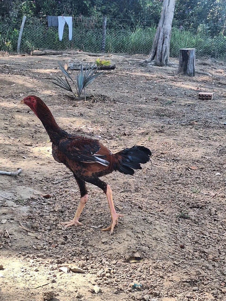 Frango indio gigante  - Foto 2