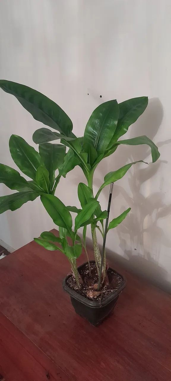 Planta Flor do Natal