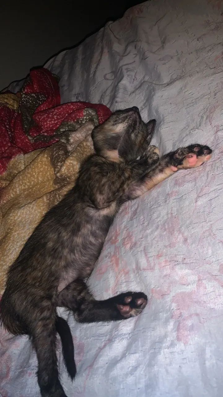 Estou doando  - Foto 4
