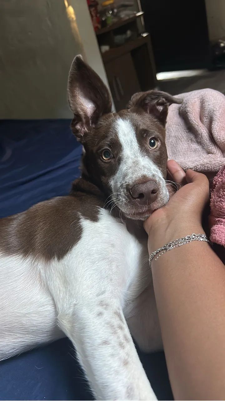 Cachorro 