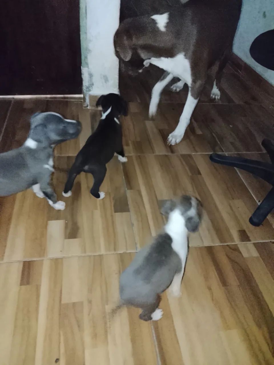 Filhotes de pitbull - Foto 2