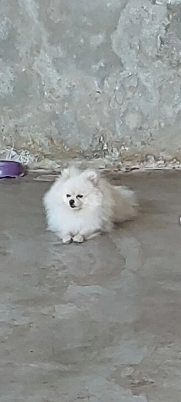 Lulu 