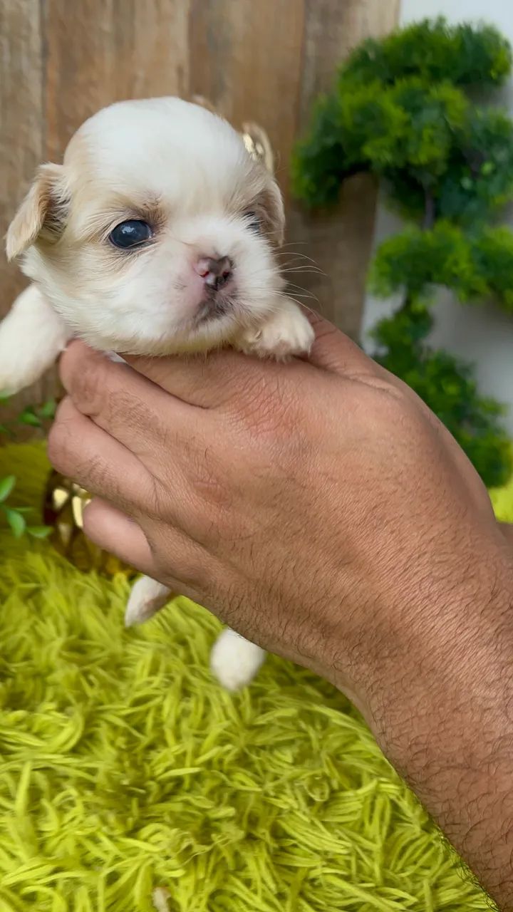 Macho ShihTzu 