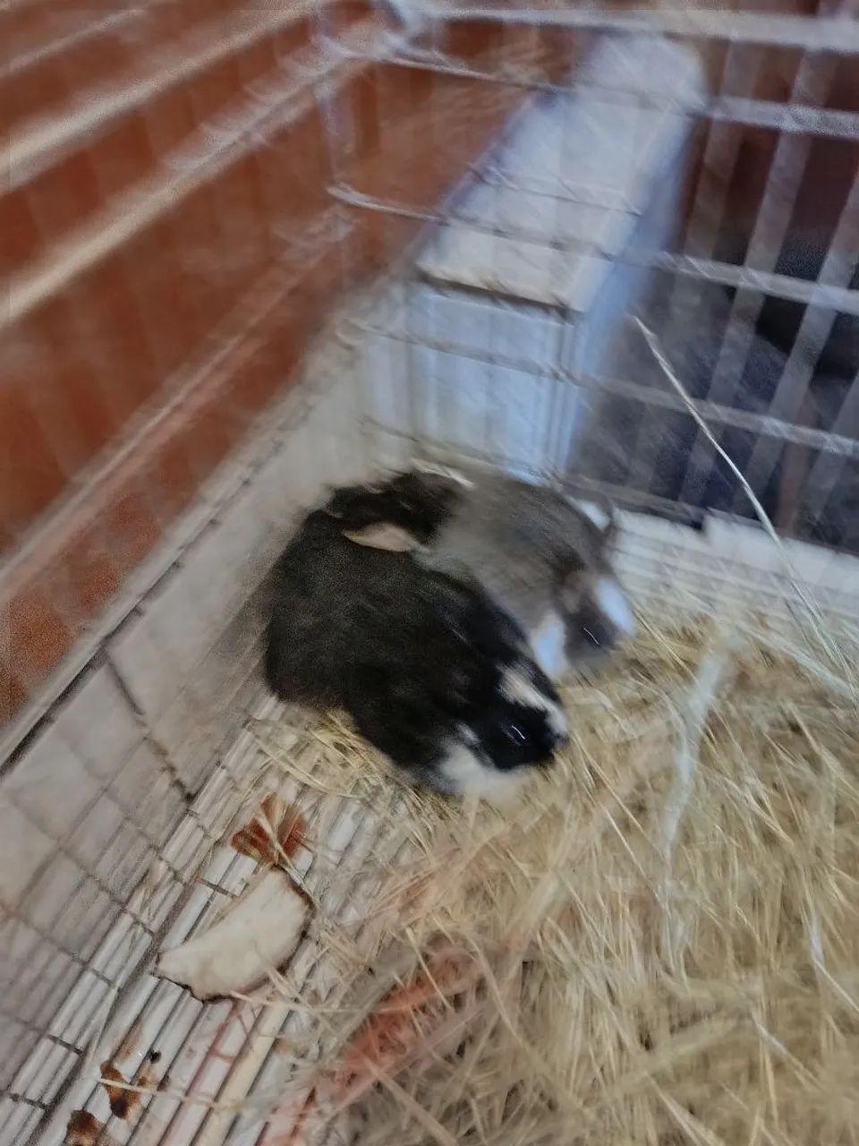 Mini coelho  - Foto 3