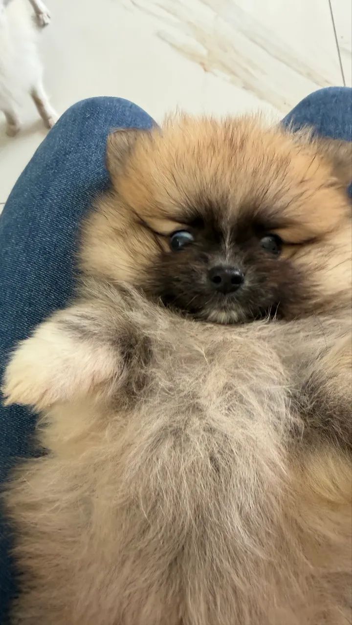 Filhote macho Spitz alemão  - Foto 2