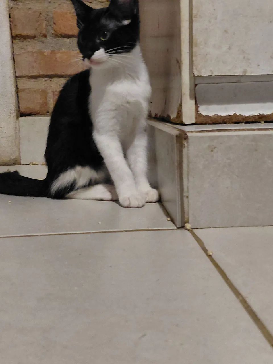 Adoção  - Foto 3