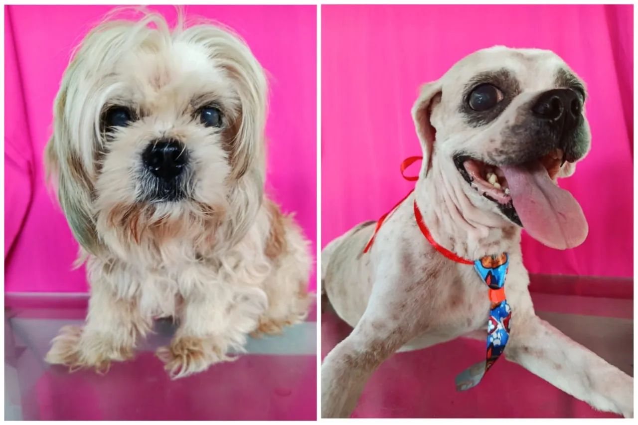Banho e Tosa - Pet Nobre - Foto 4