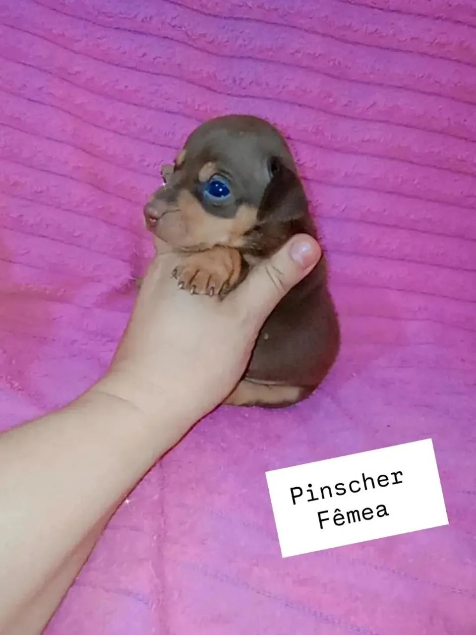 Pinscher zerinho chocolate ( macho e fêmea) - Foto 4