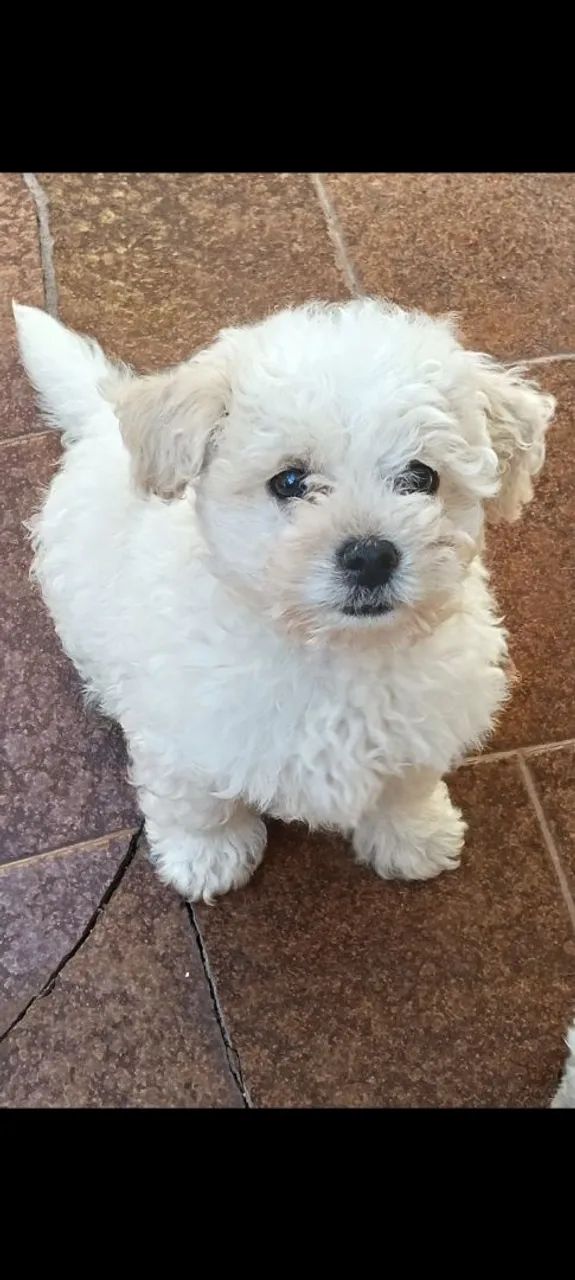 POODLE MACHO 