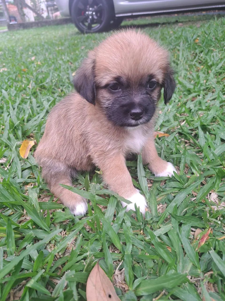 Filhotes de Shih Tzu - Foto 5