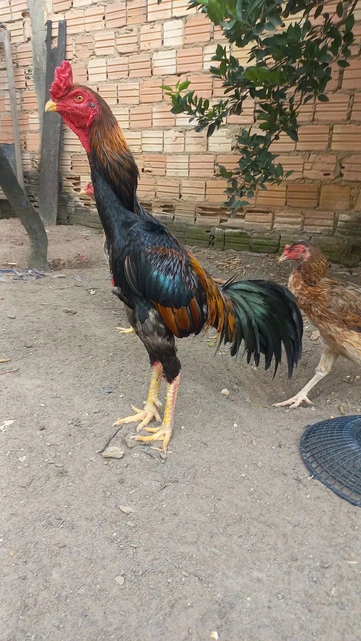 Vende-se galo top  - Foto 2