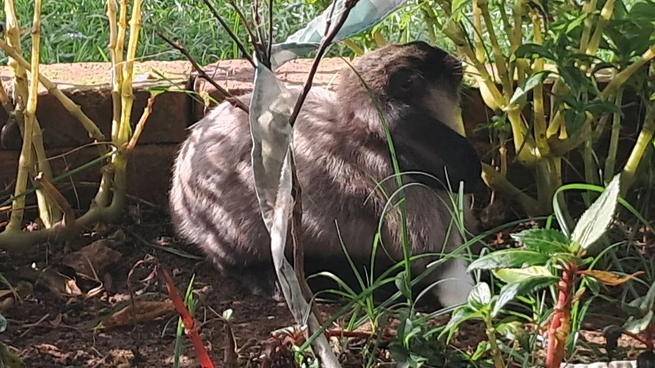 COELHOS MINI LOP - Foto 2