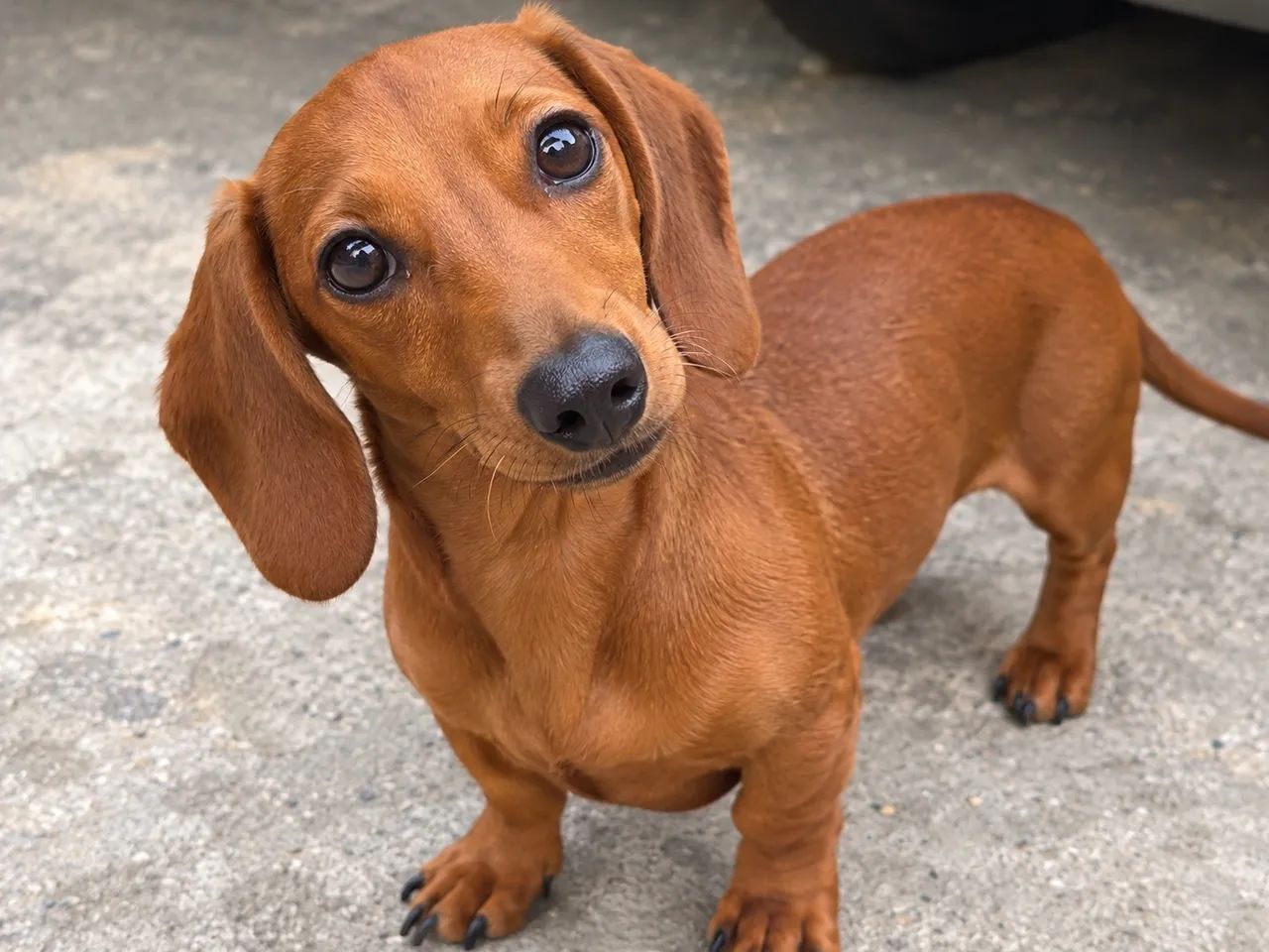 Cachorro 