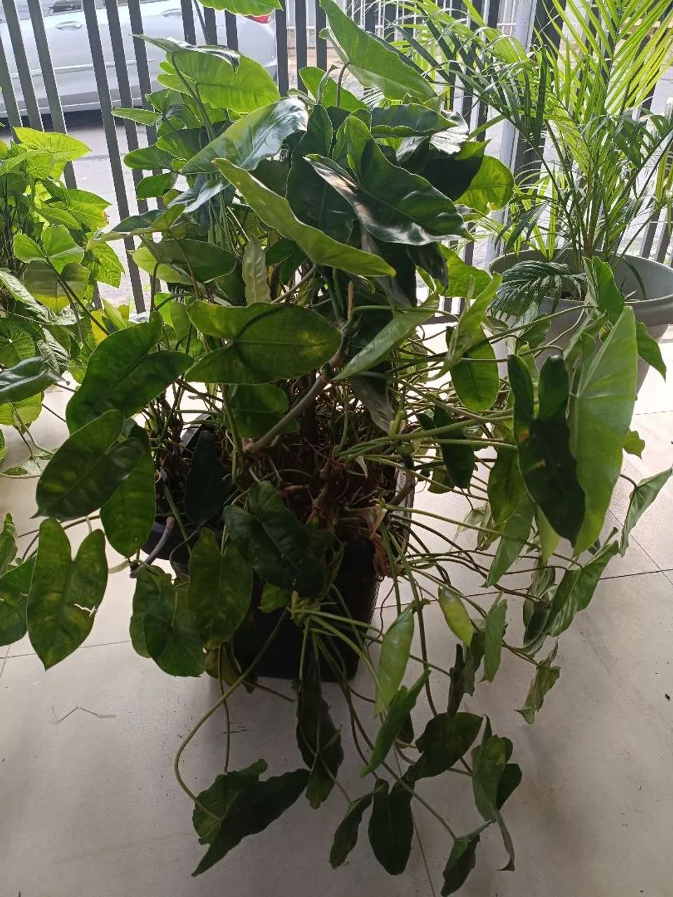 Planta  - Foto 2