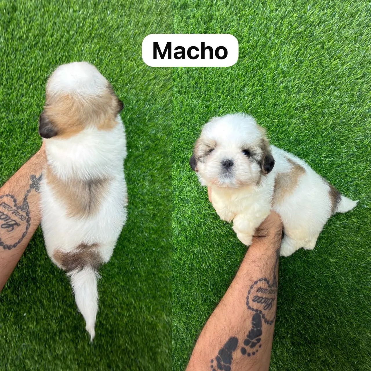 Macho de shitzu Marron com branco  - Foto 4