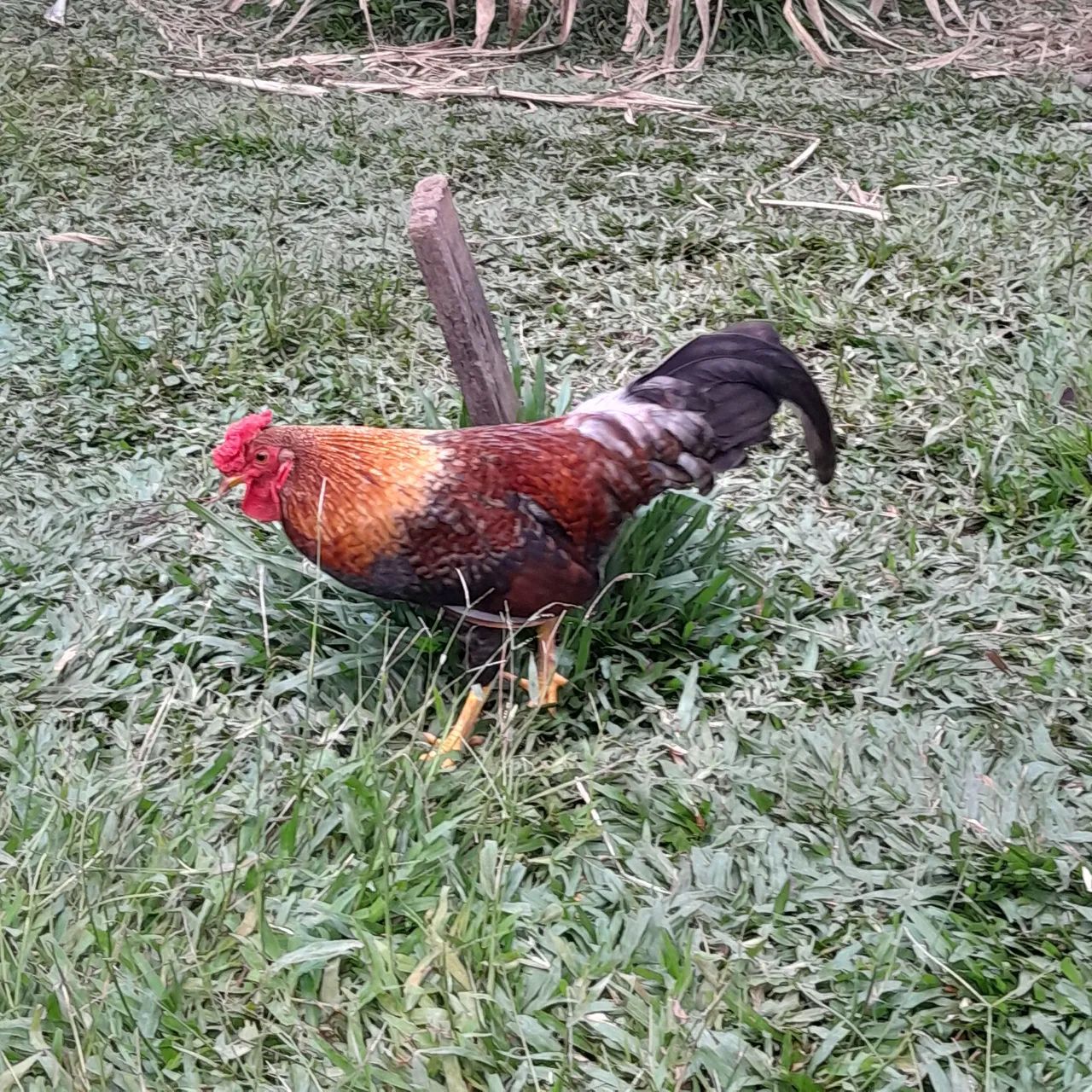 Lote com 4 galos garnize
