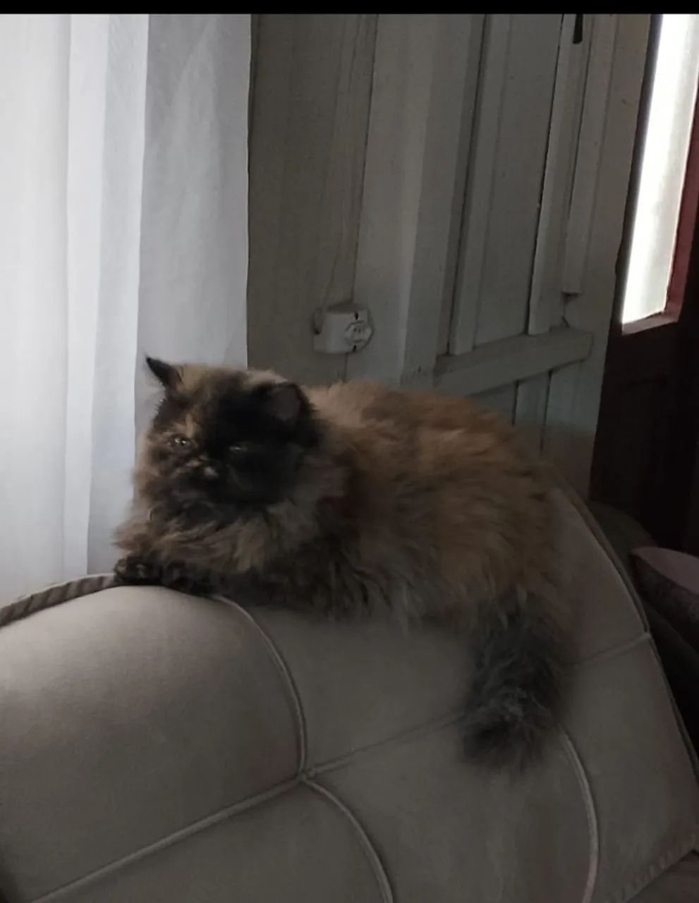 Gata persa feminha  - Foto 3