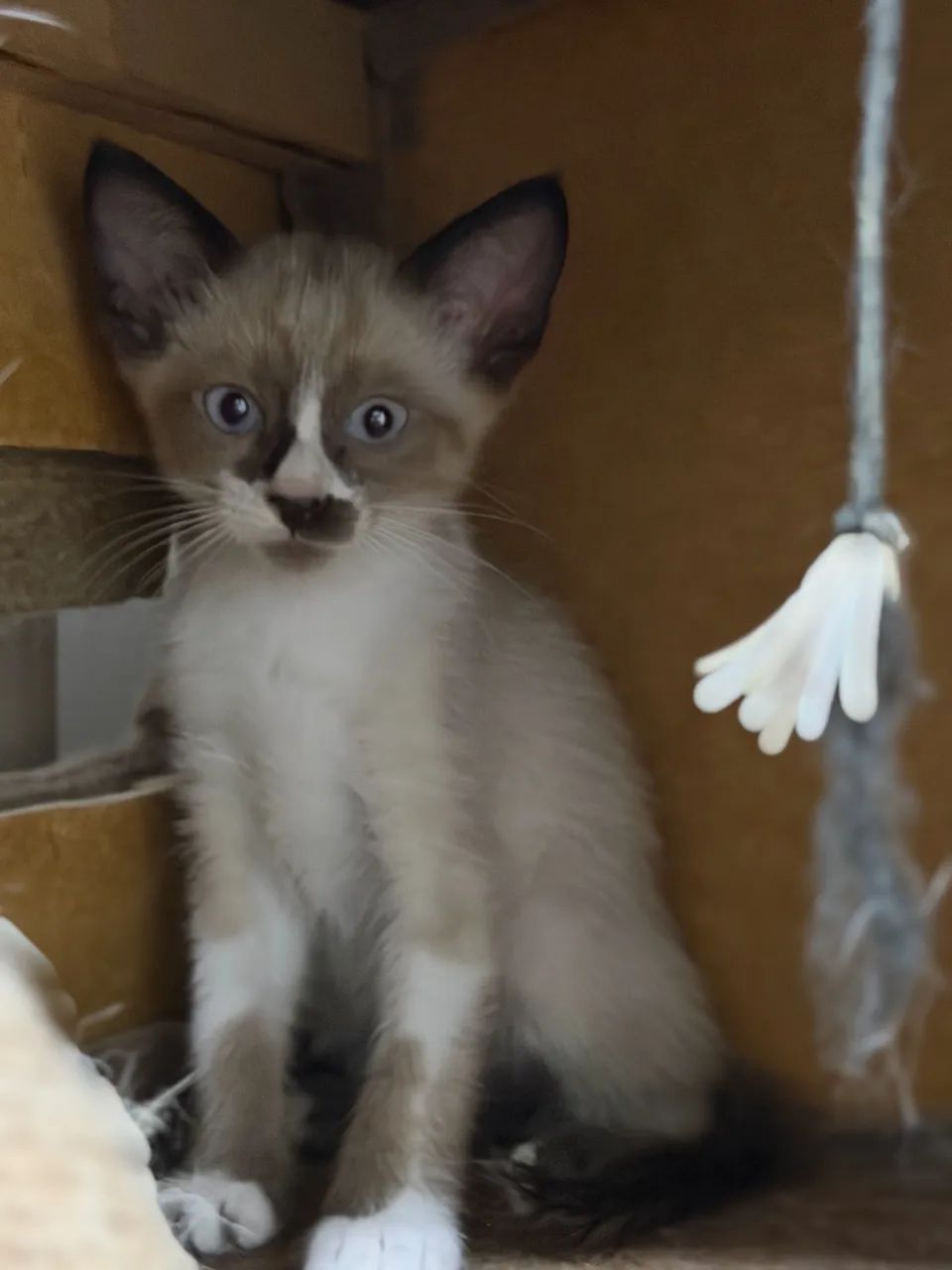 Doação gatos filhotes  - Foto 5