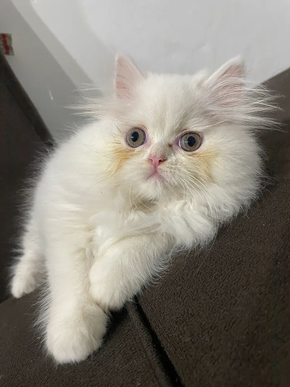 Persa pet  - Foto 3