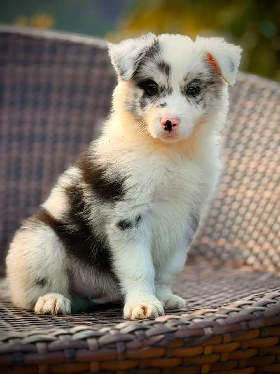 Border collie para Arraial - Foto 2