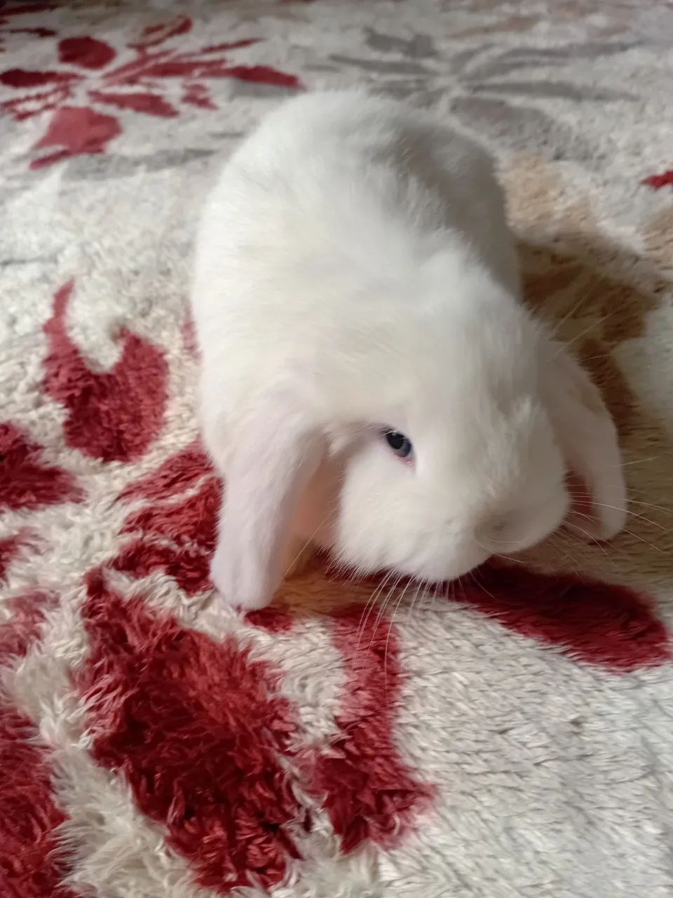 Mini lop  - Foto 4