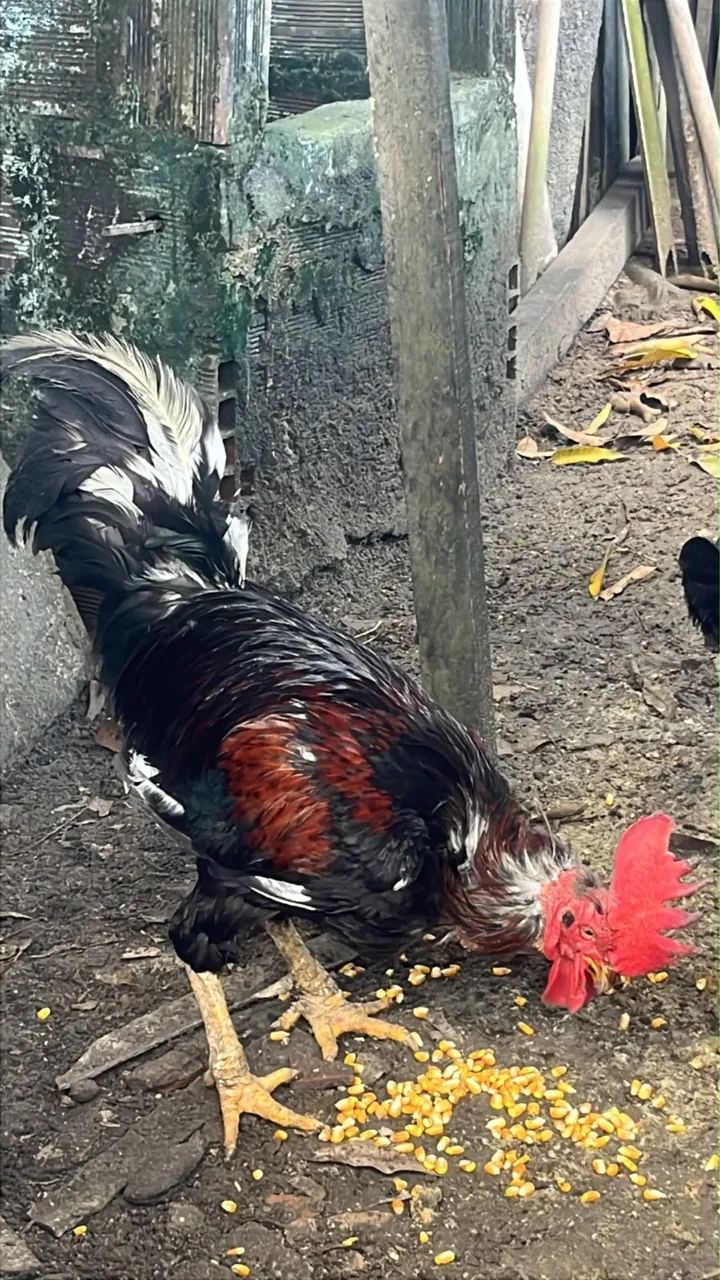 Galo