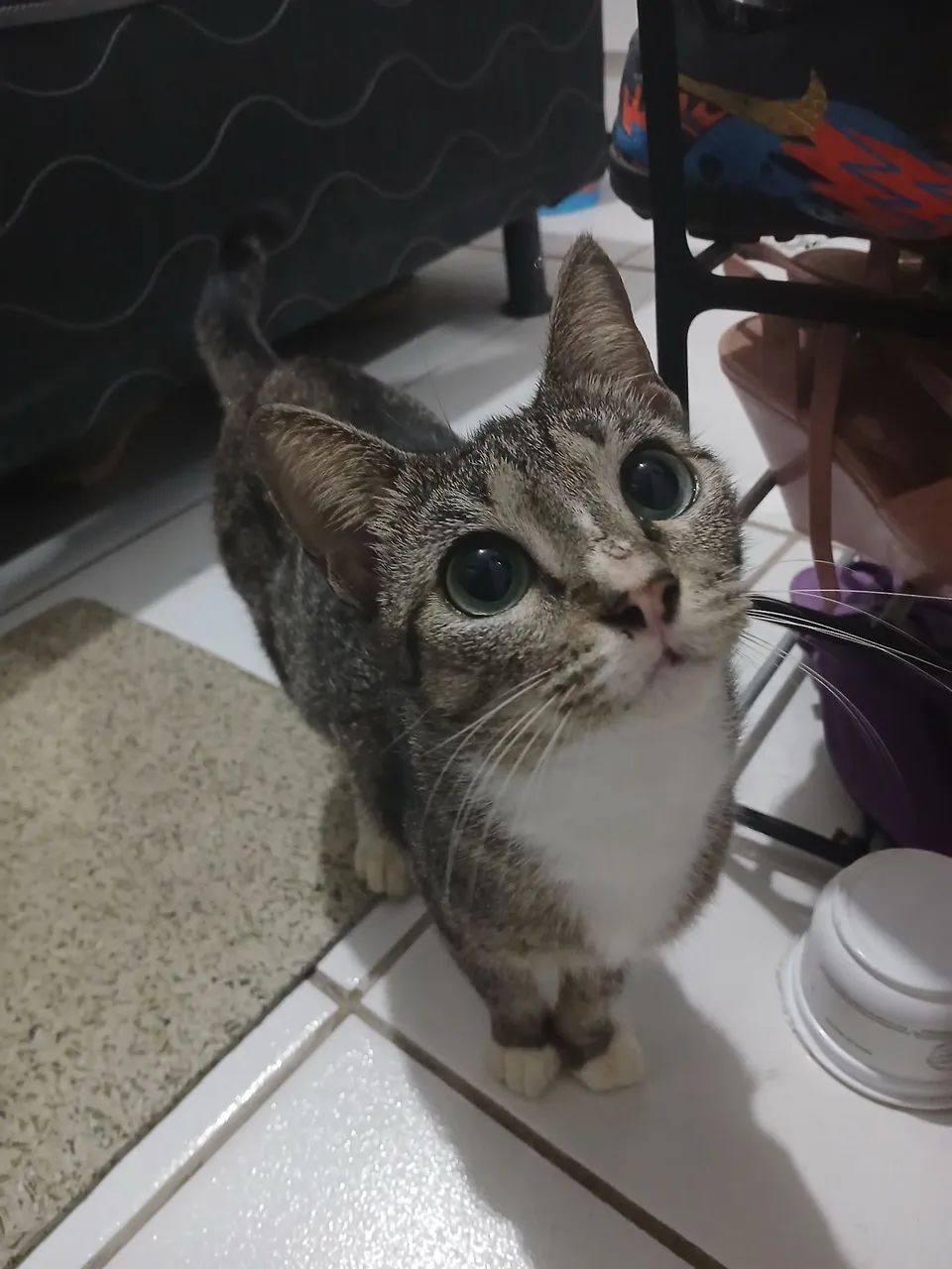 Adoção Responsável  - Foto 2