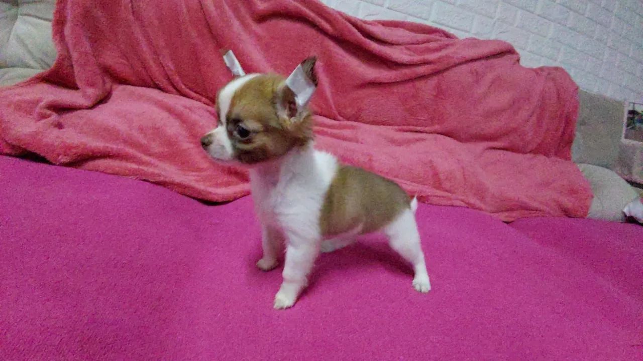 Último macho pelo longo com 2 vacinas - Foto 2