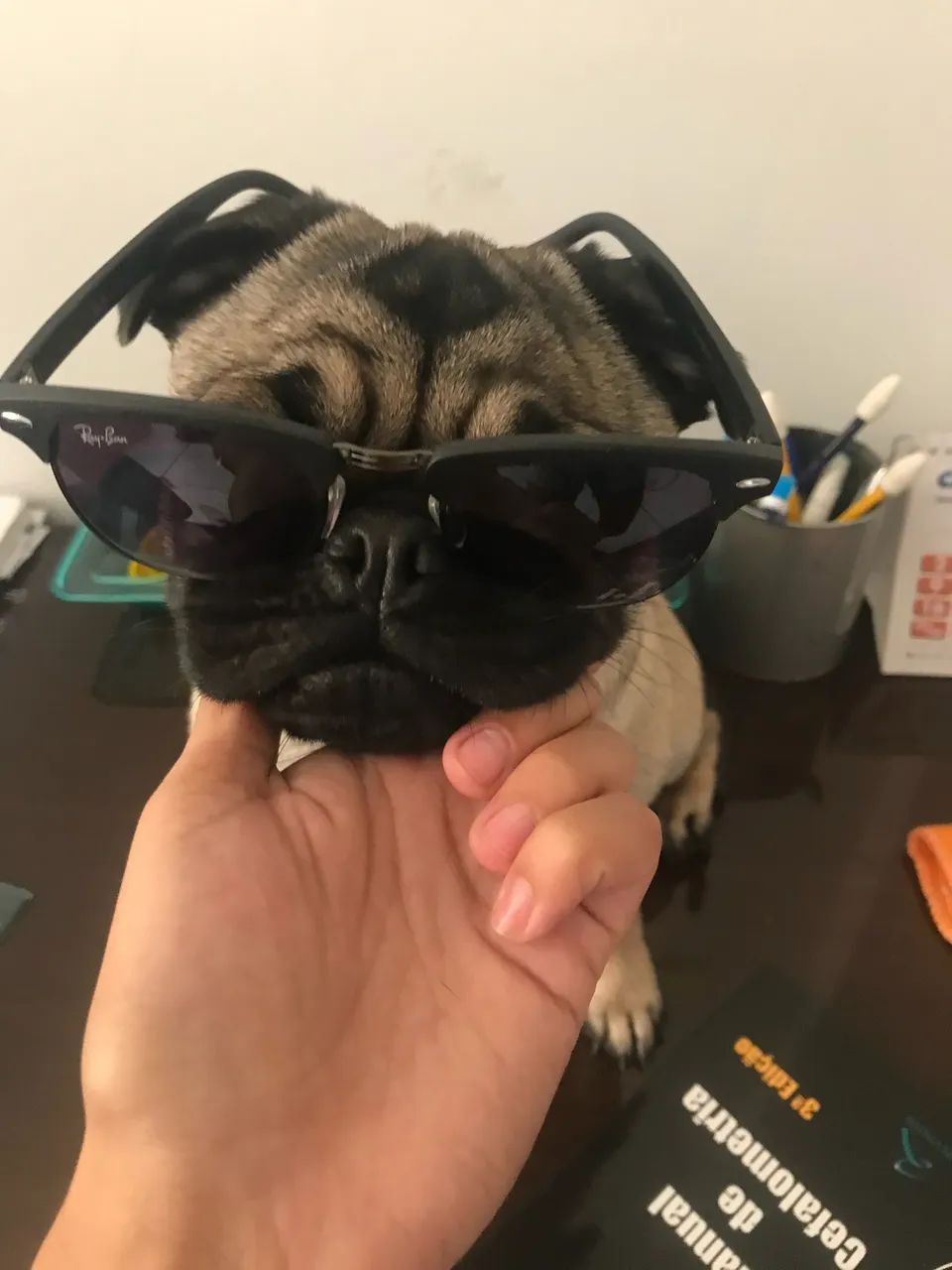 Procura-se padreador pug  - Foto 3