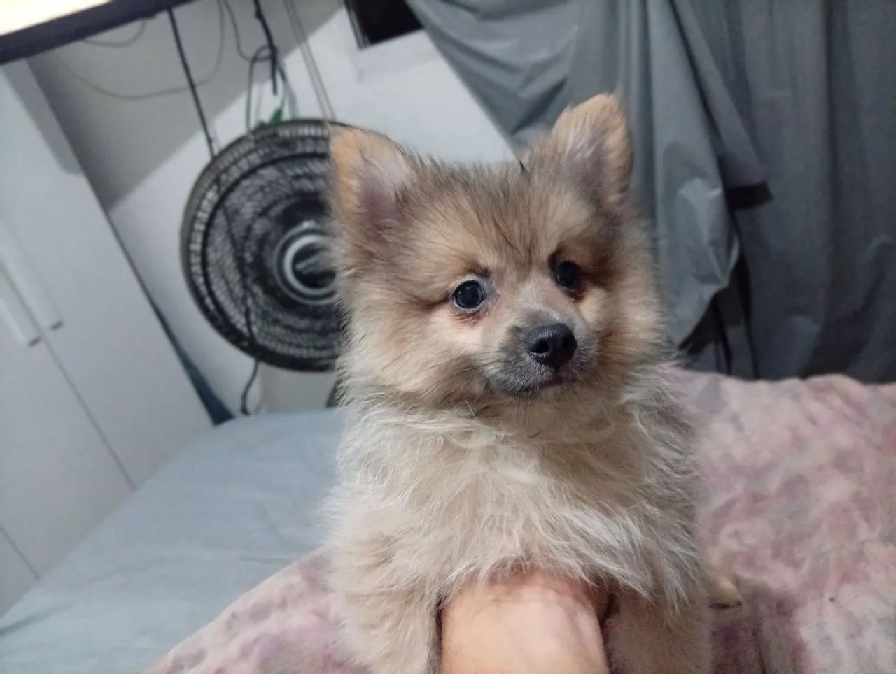 Spitz alemão macho - Foto 2