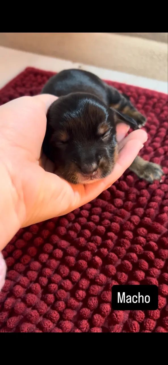 Vendo cachorro salchicha 