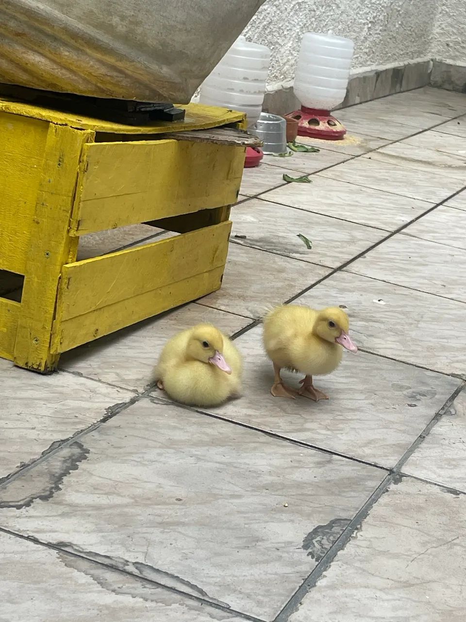 Patinho  - Foto 3