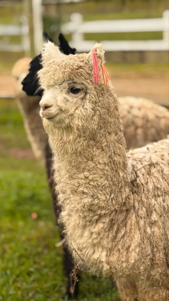 Alpaca peruana  - Foto 4