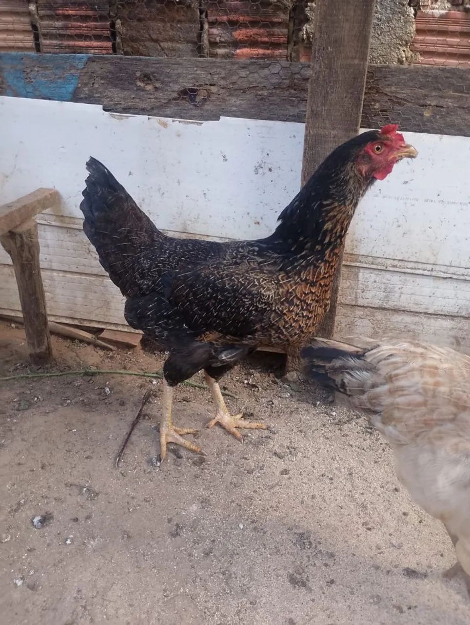Galinha Caipira - Foto 5