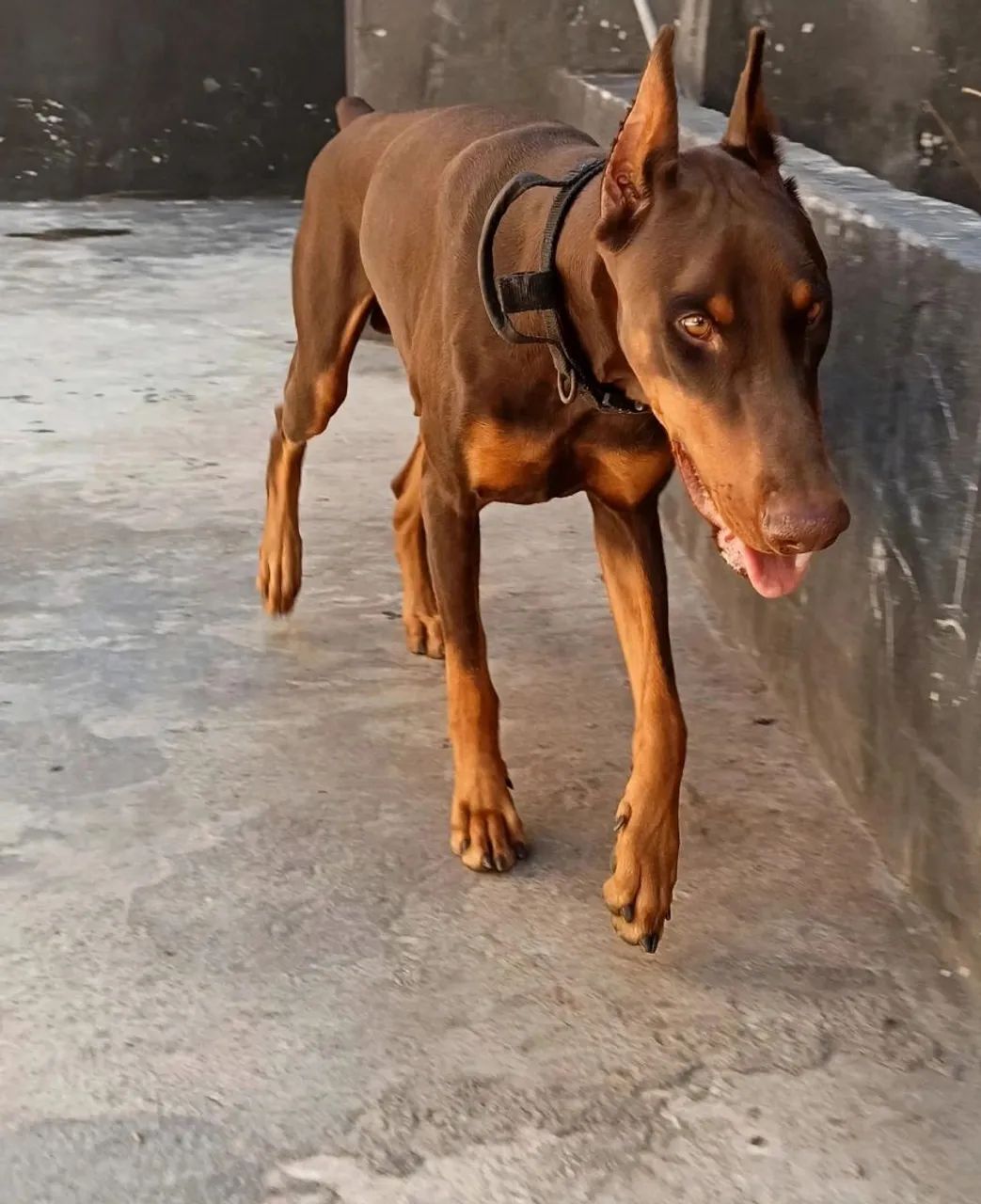 Doberman  - Foto 2